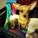 Chihuahua Puppies for sale in Vancouver, WA, USA. price: $1,900