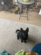 Chihuahua Puppies for sale in Mobile, AL, USA. price: $400
