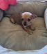 Chihuahua Puppies for sale in Fort Worth, TX 76134, USA. price: NA