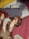 Chihuahua Puppies for sale in Dillsburg, PA 17019, USA. price: NA