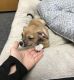 Chihuahua Puppies for sale in Rolling Meadows, IL 60008, USA. price: NA