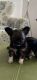 Chihuahua Puppies for sale in Soquel, CA, USA. price: NA