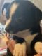 Chihuahua Puppies for sale in Lutz, FL, USA. price: $750