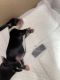 Chihuahua Puppies for sale in North Bergen, NJ 07047, USA. price: NA