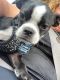 Chihuahua Puppies for sale in Jacksonville, FL 32211, USA. price: NA