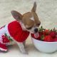 Chihuahua Puppies for sale in 10118 Colonial Country Club Blvd, Fort Myers, FL 33913, USA. price: NA