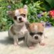 Chihuahua Puppies for sale in Chicago, IL 60602, USA. price: $650
