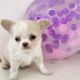 Chihuahua Puppies for sale in Chicago, IL 60602, USA. price: $650