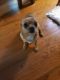 Chihuahua Puppies for sale in Scituate, RI, USA. price: $500