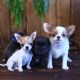 Chihuahua Puppies for sale in San Francisco, CA 94142, USA. price: NA