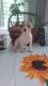 Chihuahua Puppies for sale in Pitman, NJ 08071, USA. price: NA