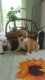 Chihuahua Puppies for sale in Pitman, NJ 08071, USA. price: NA