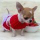 Chihuahua Puppies for sale in 10118 101st Ave, Queens, NY 11416, USA. price: $650
