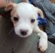 Chihuahua Puppies for sale in 2899 Mapleton Ave, Boulder, CO 80301, USA. price: NA