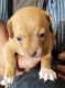 Chihuahua Puppies for sale in White City, OR 97503, USA. price: NA