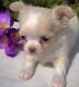 Chihuahua Puppies for sale in Seattle, WA 98160, USA. price: NA