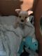 Chihuahua Puppies for sale in Alafaya, FL 32828, USA. price: $400