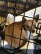 Chihuahua Puppies for sale in Elkhart, IN, USA. price: NA