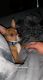 Chihuahua Puppies for sale in Texarkana, TX, USA. price: NA