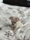 Chihuahua Puppies for sale in Winston-Salem, NC 27127, USA. price: $330