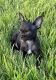 Chihuahua Puppies for sale in Ypsilanti, MI, USA. price: $1,800