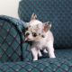Chihuahua Puppies for sale in Indianapolis, IN, USA. price: $700