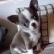 Chihuahua Puppies for sale in Philadelphia, PA, USA. price: $700