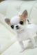 Chihuahua Puppies for sale in San Diego, CA, USA. price: $700
