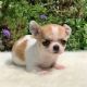 Chihuahua Puppies for sale in Charlotte, NC, USA. price: $700