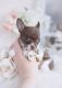 Chihuahua Puppies for sale in Columbus, OH, USA. price: NA