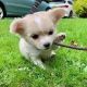 Chihuahua Puppies for sale in Seattle, WA, USA. price: $700