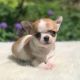 Chihuahua Puppies for sale in Denver, CO, USA. price: NA