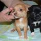 Chihuahua Puppies for sale in Memphis, TN, USA. price: $700