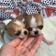 Chihuahua Puppies for sale in Milwaukee, WI, USA. price: NA