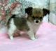 Chihuahua Puppies for sale in Albuquerque, NM, USA. price: $700