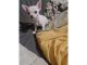 Chihuahua Puppies for sale in Tucson, AZ, USA. price: $700