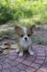 Chihuahua Puppies for sale in Mesa, AZ, USA. price: NA