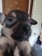 Chihuahua Puppies for sale in Hopewell, VA 23860, USA. price: $300
