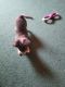 Chihuahua Puppies for sale in St Francis, MN, USA. price: NA
