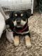 Chihuahua Puppies for sale in Puyallup, WA 98374, USA. price: $350