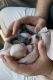 Chihuahua Puppies for sale in Redondo Beach, CA, USA. price: NA