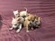 Chihuahua Puppies for sale in Champaign, IL, USA. price: NA