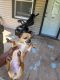 Chihuahua Puppies for sale in Lincoln, NE 68502, USA. price: NA