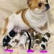 Chihuahua Puppies for sale in 2659 Randall Ln, Cottondale, FL 32431, USA. price: NA