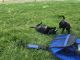 Chihuahua Puppies for sale in Loveland, CO, USA. price: NA