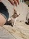 Chihuahua Puppies for sale in Wichita, KS, USA. price: $700