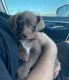 Chihuahua Puppies for sale in Anaheim, CA, USA. price: $450