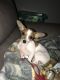 Chihuahua Puppies for sale in San Antonio, TX, USA. price: $300