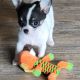 Chihuahua Puppies for sale in Springfield, MO, USA. price: NA