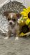 Chihuahua Puppies for sale in Texas Rd, Marlboro, NJ, USA. price: NA